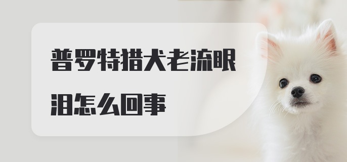 普罗特猎犬老流眼泪怎么回事