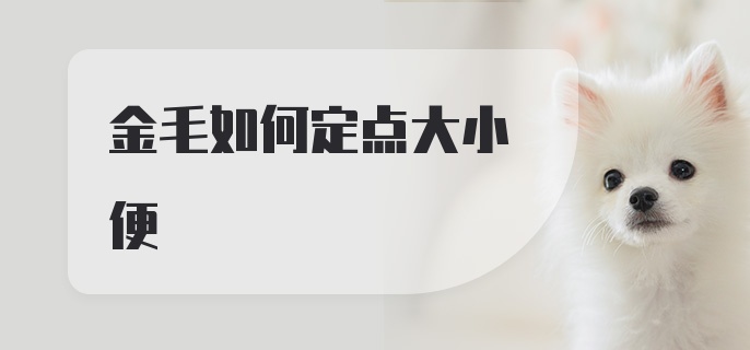 金毛如何定点大小便