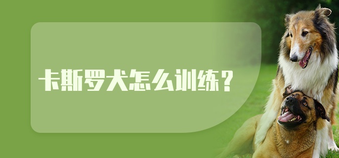 卡斯罗犬怎么训练？