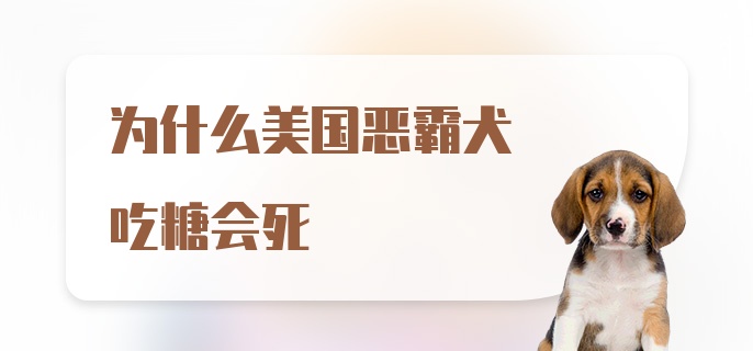 为什么美国恶霸犬吃糖会死