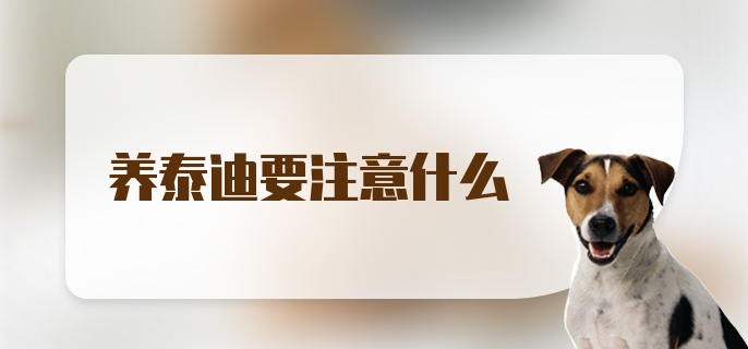 养泰迪要注意什么