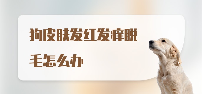 狗皮肤发红发痒脱毛怎么办