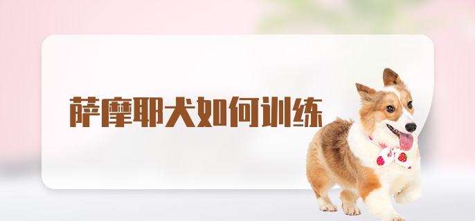 萨摩耶犬如何训练