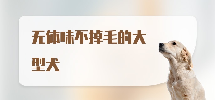 无体味不掉毛的大型犬