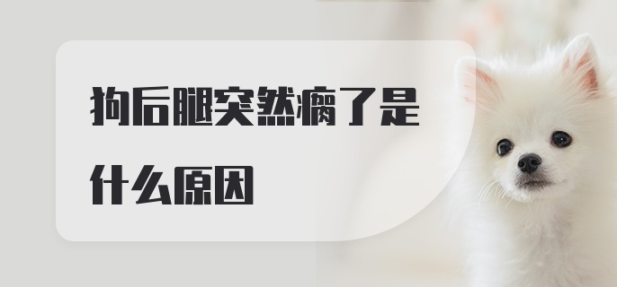 狗后腿突然瘸了是什么原因