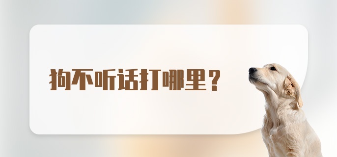 狗不听话打哪里？