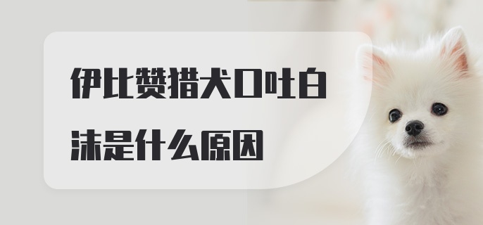 伊比赞猎犬口吐白沫是什么原因