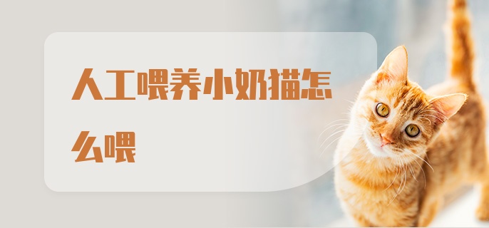 人工喂养小奶猫怎么喂