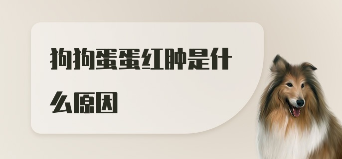 狗狗蛋蛋红肿是什么原因