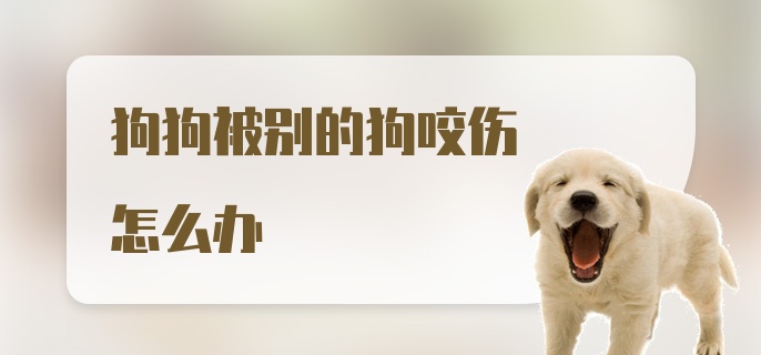 狗狗被别的狗咬伤怎么办