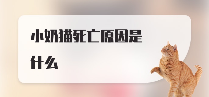 小奶猫死亡原因是什么