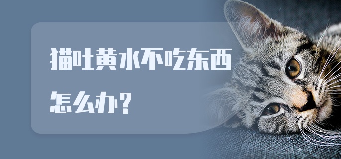 猫吐黄水不吃东西怎么办?