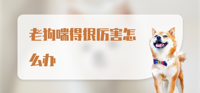 老狗喘得很厉害怎么办