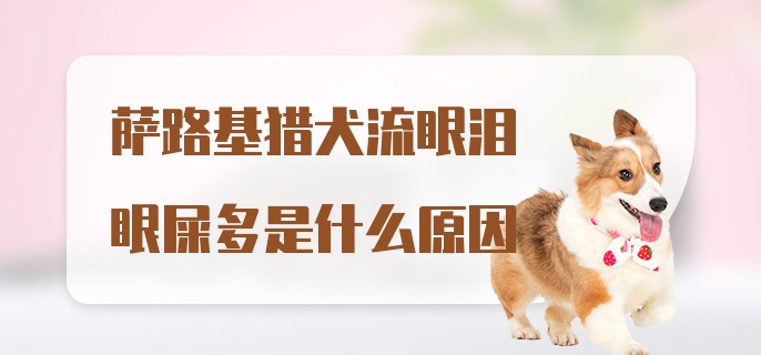 萨路基猎犬流眼泪眼屎多是什么原因