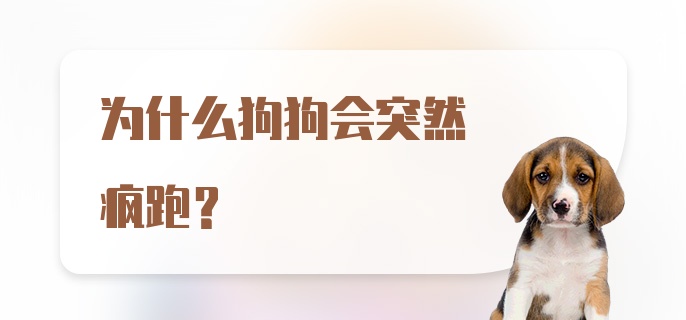 为什么狗狗会突然疯跑？