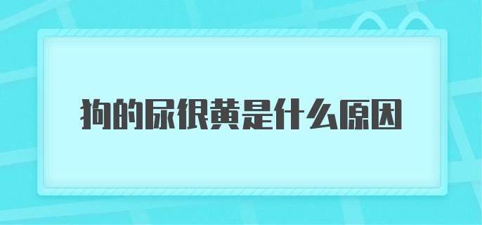 狗的尿很黄是什么原因