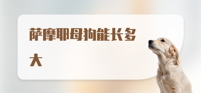 萨摩耶母狗能长多大