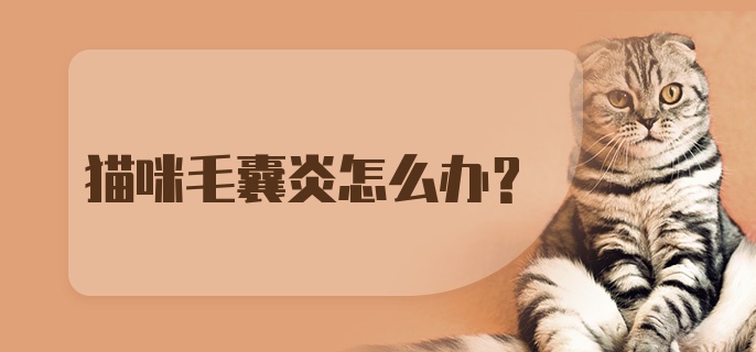 猫咪毛囊炎怎么办？