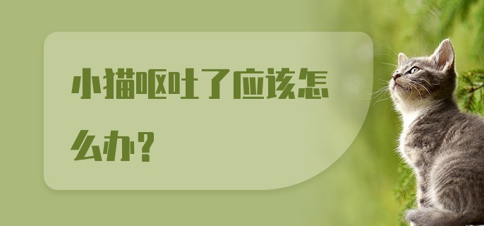 小猫呕吐了应该怎么办？