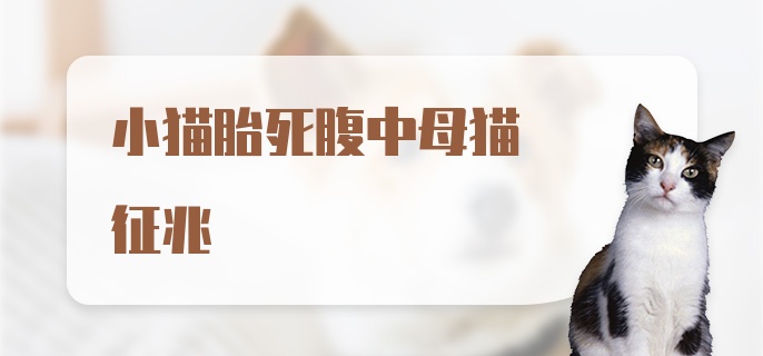 小猫胎死腹中母猫征兆