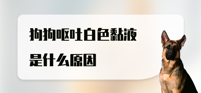 狗狗呕吐白色黏液是什么原因