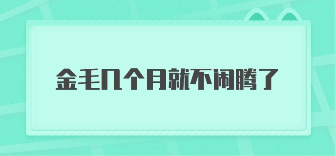 金毛几个月就不闹腾了