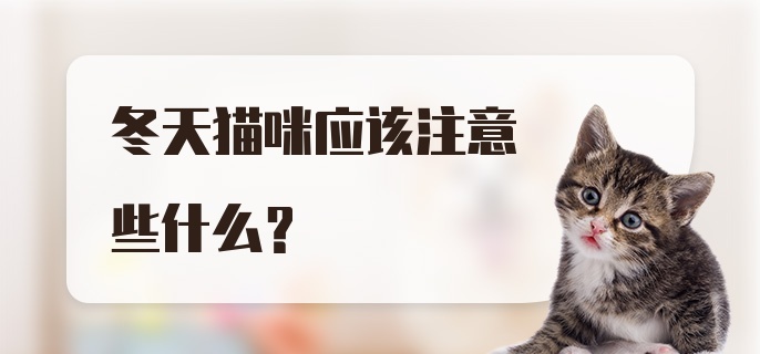 冬天猫咪应该注意些什么?