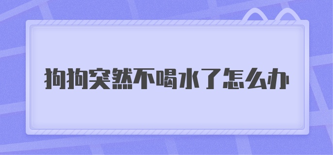 狗狗突然不喝水了怎么办