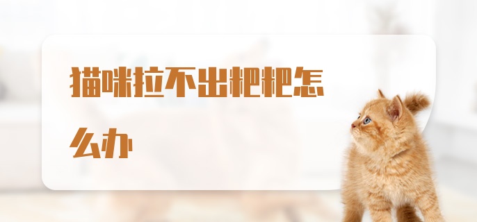 猫咪拉不出粑粑怎么办