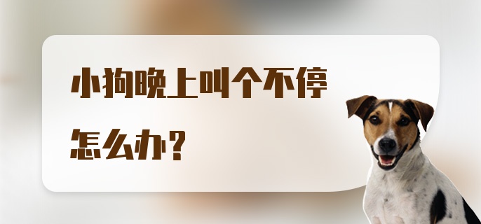 小狗晚上叫个不停怎么办？