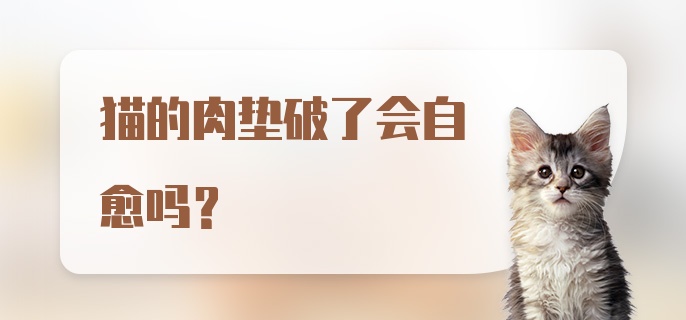 猫的肉垫破了会自愈吗？