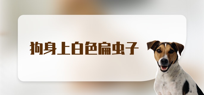 狗身上白色扁虫子