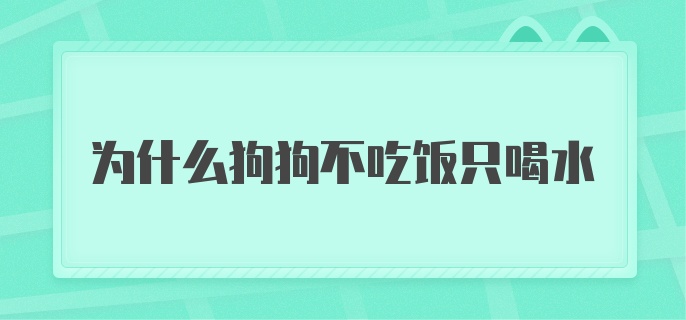 为什么狗狗不吃饭只喝水