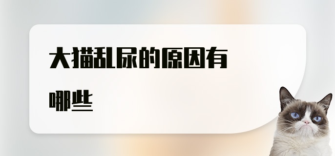 大猫乱尿的原因有哪些