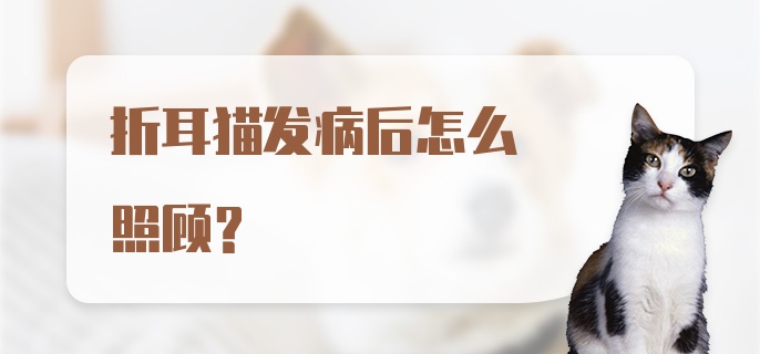 折耳猫发病后怎么照顾？