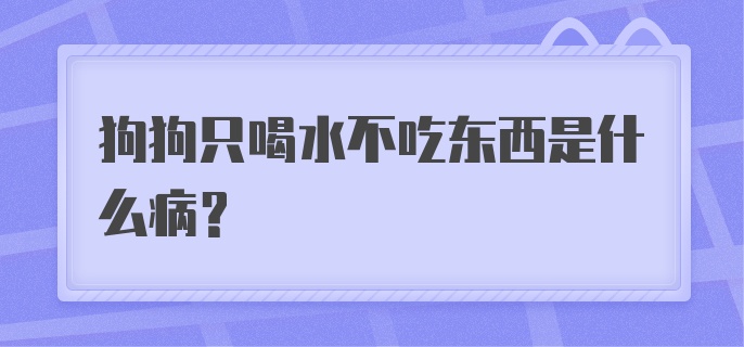 狗狗只喝水不吃东西是什么病？