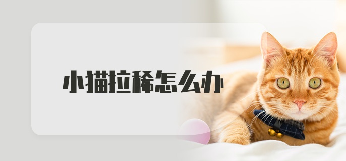 小猫拉稀怎么办