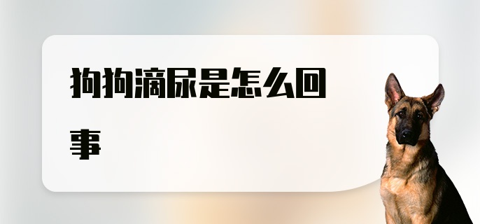 狗狗滴尿是怎么回事