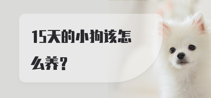 15天的小狗该怎么养？