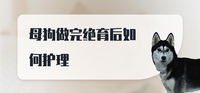 母狗做完绝育后如何护理