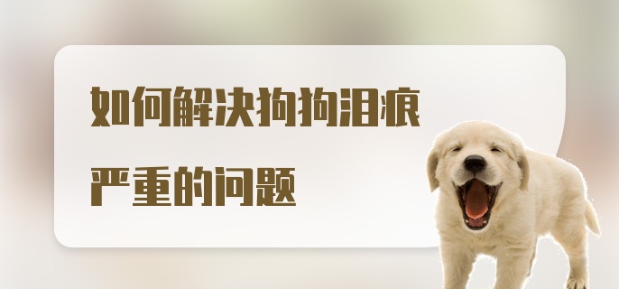 如何解决狗狗泪痕严重的问题