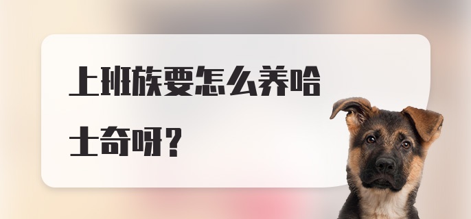 上班族要怎么养哈士奇呀？