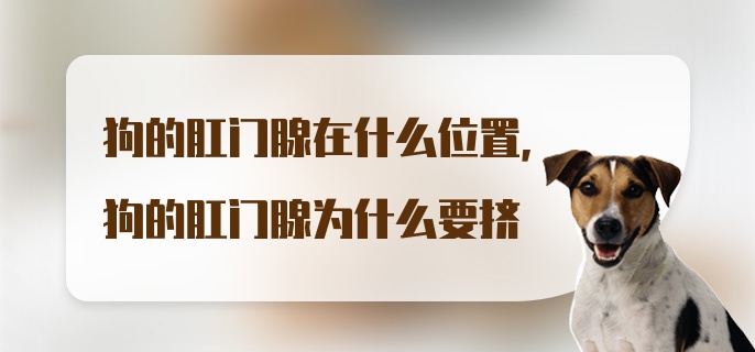 狗的肛门腺在什么位置，狗的肛门腺为什么要挤