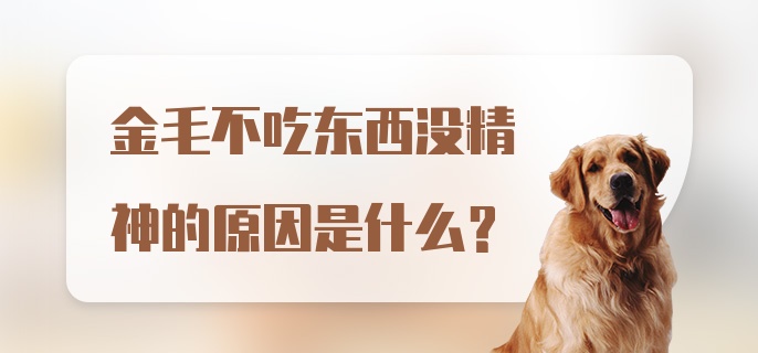 金毛不吃东西没精神的原因是什么?