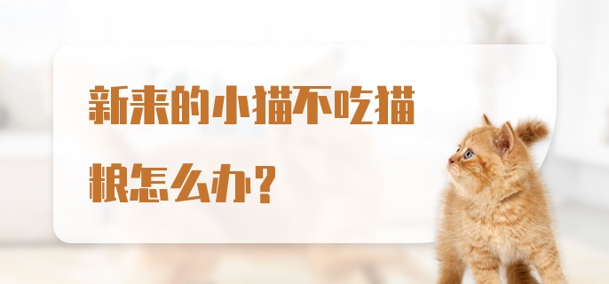 新来的小猫不吃猫粮怎么办？