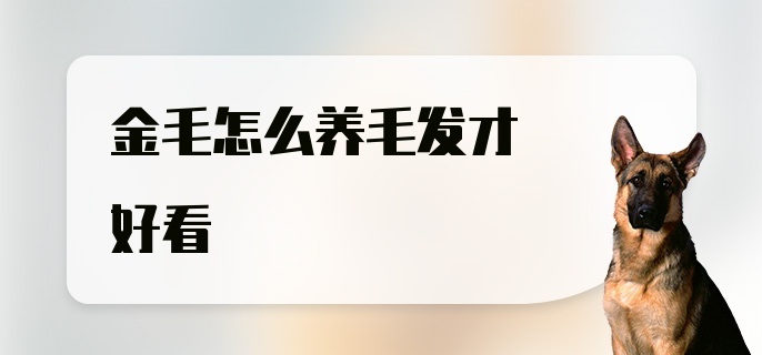 金毛怎么养毛发才好看