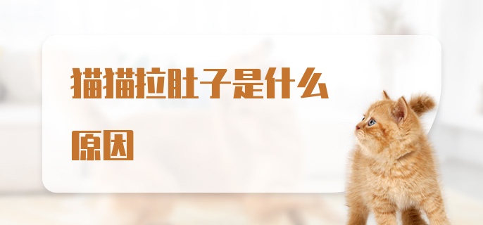 猫猫拉肚子是什么原因