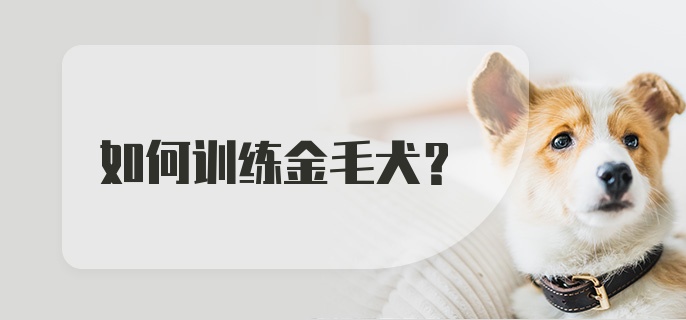 如何训练金毛犬？