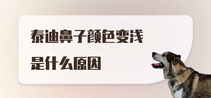 泰迪鼻子颜色变浅是什么原因