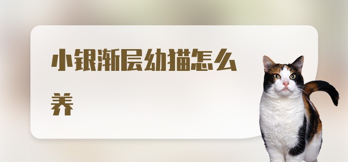 小银渐层幼猫怎么养